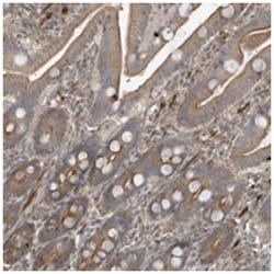 PRRT3, Rabbit, Polyclonal Antibody, Abnova 100 &mu;L | Buy Online | Abnova | Fisher Scientific