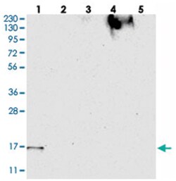 FAM162A, Rabbit, Polyclonal Antibody, Abnova 100&mu;L; Unlabeled:Antibodies,