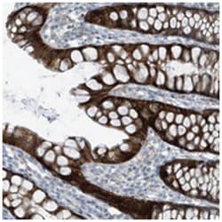 FAM162A, Rabbit, Polyclonal Antibody, Abnova 100&mu;L; Unlabeled:Antibodies,