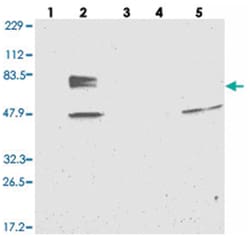 EYA4 Rabbit anti-Human, Polyclonal Antibody, Abnova 100 &mu;L | Buy Online | Abnova Corporation | Fisher Scientific