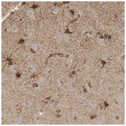 SLFN14 Rabbit anti-Human, Polyclonal Antibody, Abnova 100 &mu;L | Buy Online | Abnova | Fisher Scientific
