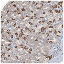 PILRB, Rabbit, Polyclonal Antibody, Abnova 100 &mu;L | Buy Online | Abnova Corporation | Fisher Scientific
