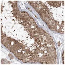 WDR26, Rabbit, Polyclonal Antibody, Abnova 100&mu;L; Unlabeled:Antibodies,