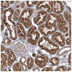 RAB11FIP3 Rabbit anti-Human, Polyclonal Antibody, Abnova 100&mu;L; Unlabeled:Antibodies,