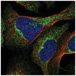 RAB11FIP3 Rabbit anti-Human, Polyclonal Antibody, Abnova 100&mu;L; Unlabeled:Antibodies,