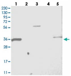 SH3YL1 Rabbit anti-Human, Polyclonal Antibody, Abnova 100 &mu;L | Buy Online | Abnova Corporation | Fisher Scientific