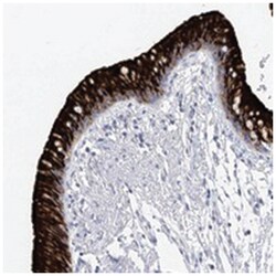 RSHL3 Rabbit anti-Human, Polyclonal Antibody, Abnova 100&mu;L; Unlabeled:Antibodies,