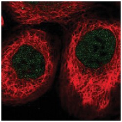 RSHL3 Rabbit anti-Human, Polyclonal Antibody, Abnova 100&mu;L; Unlabeled:Antibodies,