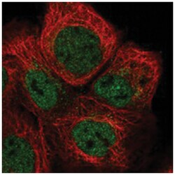 RSHL3 Rabbit anti-Human, Polyclonal Antibody, Abnova 100&mu;L; Unlabeled:Antibodies,