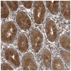 LAPTM4A Rabbit anti-Human, Polyclonal Antibody, Abnova 100 &mu;L | Buy Online | Abnova Corporation | Fisher Scientific