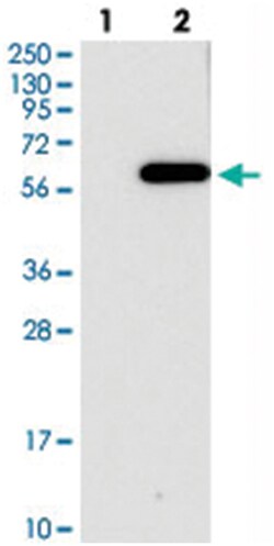 C2orf30 Rabbit anti-Human, Polyclonal Antibody, Abnova 100 &mu;L | Buy Online | Abnova Corporation | Fisher Scientific