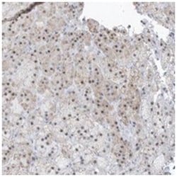 PLEKHN1, Rabbit, Polyclonal Antibody, Abnova 100 &mu;L | Buy Online | Abnova Corporation | Fisher Scientific