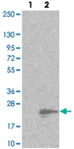 MMGT1, Rabbit, Polyclonal Antibody, Abnova 100 &mu;L | Buy Online | Abnova Corporation | Fisher Scientific