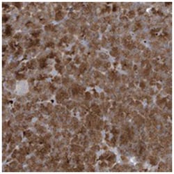 NAV3 Rabbit anti-Human, Polyclonal Antibody, Abnova 100&mu;L; Unlabeled:Antibodies,