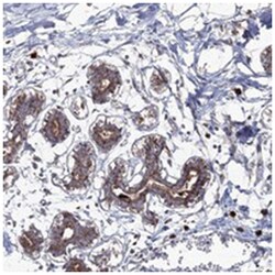 PEX13, Rabbit, Polyclonal Antibody, Abnova 100 &mu;L | Buy Online | Abnova Corporation | Fisher Scientific