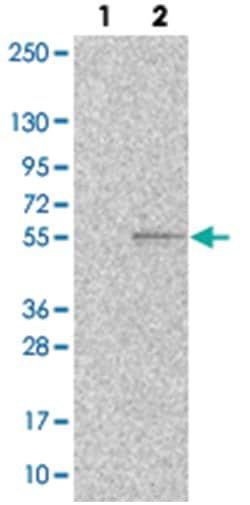 PEX13, Rabbit, Polyclonal Antibody, Abnova 100 &mu;L | Buy Online | Abnova Corporation | Fisher Scientific