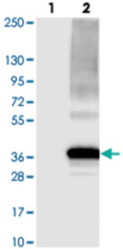 C2orf18, Rabbit, Polyclonal Antibody, Abnova 100 &mu;L | Buy Online | Abnova Corporation | Fisher Scientific