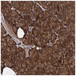 SCRN3 Rabbit anti-Human, Polyclonal Antibody, Abnova 100&mu;L; Unlabeled:Antibodies,