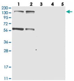 KIF4A Rabbit anti-Human, Polyclonal Antibody, Abnova 100&mu;L; Unlabeled:Antibodies,