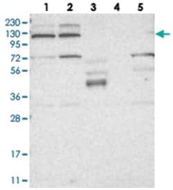 KIF4A Rabbit anti-Human, Polyclonal Antibody, Abnova 100&mu;L; Unlabeled:Antibodies,