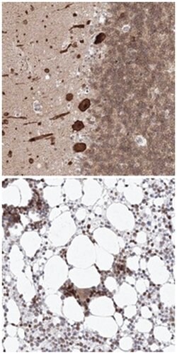 KIF4A Rabbit anti-Human, Polyclonal Antibody, Abnova 100&mu;L; Unlabeled:Antibodies,