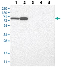 GFM1 Rabbit anti-Human, Polyclonal Antibody, Abnova 100 &mu;L | Buy Online | Abnova Corporation | Fisher Scientific