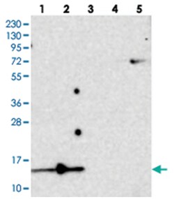 SF3B14 Rabbit anti-Human, Polyclonal Antibody, Abnova 100&mu;L; Unlabeled:Antibodies,