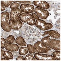 MAST3 Rabbit anti-Human, Polyclonal Antibody, Abnova 100 &mu;L | Buy Online | Abnova Corporation | Fisher Scientific