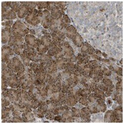 SLC38A2, Rabbit, Polyclonal Antibody, Abnova 100 &mu;L | Buy Online | Abnova Corporation | Fisher Scientific