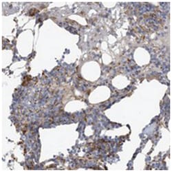 PEAR1 Rabbit anti-Human, Polyclonal Antibody, Abnova 100 &mu;L | Buy Online | Abnova Corporation | Fisher Scientific