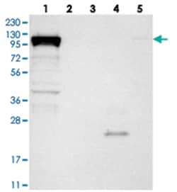 DHX36 Rabbit anti-Human, Polyclonal Antibody, Abnova 100 &mu;L | Buy Online | Abnova Corporation | Fisher Scientific