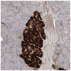 TMEM132B, Rabbit, Polyclonal Antibody, Abnova 100&mu;L; Unlabeled:Antibodies,