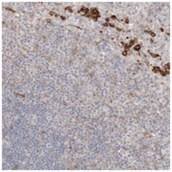 CLNK Rabbit anti-Human, Polyclonal Antibody, Abnova 100 &mu;L | Buy Online | Abnova Corporation | Fisher Scientific