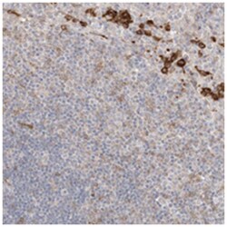 ZNF740, Rabbit, Polyclonal Antibody, Abnova 100 &mu;L | Buy Online | Abnova Corporation | Fisher Scientific