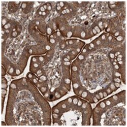 UNC93A Rabbit anti-Human, Polyclonal Antibody, Abnova 100&mu;L; Unlabeled:Antibodies,