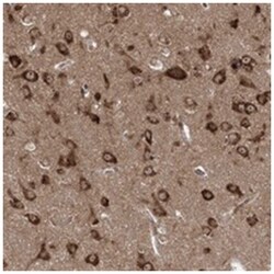 SERINC1 Rabbit anti-Human, Polyclonal Antibody, Abnova 100&mu;L; Unlabeled:Antibodies,