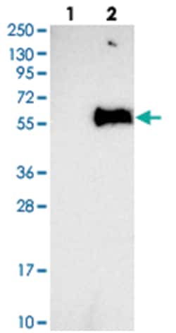 SERINC1 Rabbit anti-Human, Polyclonal Antibody, Abnova 100&mu;L; Unlabeled:Antibodies,