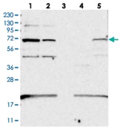 EEFSEC, Rabbit, Polyclonal Antibody, Abnova 100 &mu;L | Buy Online | Abnova Corporation | Fisher Scientific