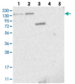 PPP2R3A Rabbit anti-Human, Polyclonal Antibody, Abnova 100&mu;L; Unlabeled:Antibodies,
