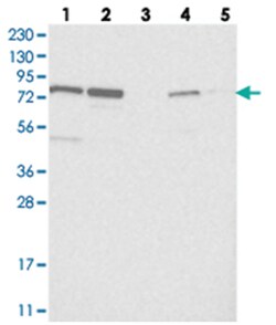 NOA1 Rabbit anti-Human, Polyclonal Antibody, Abnova 100&mu;L; Unlabeled:Antibodies,