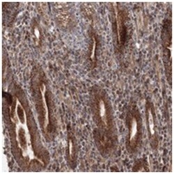 NOA1 Rabbit anti-Human, Polyclonal Antibody, Abnova 100&mu;L; Unlabeled:Antibodies,