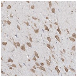 MED28 Rabbit anti-Human, Mouse, Rat, Polyclonal Antibody, Abnova 100&mu;L;
