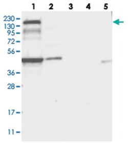 PLEKHA5 Rabbit anti-Human, Polyclonal Antibody, Abnova 100 &mu;L | Buy Online | Abnova Corporation | Fisher Scientific