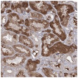 PLEKHA5 Rabbit anti-Human, Polyclonal Antibody, Abnova 100&mu;L; Unlabeled:Antibodies,