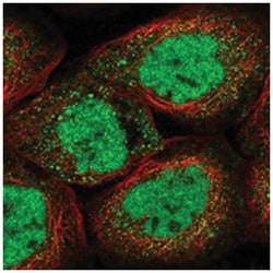 RBM27 Rabbit anti-Human, Polyclonal Antibody, Abnova 100 &mu;L | Buy Online | Abnova Corporation | Fisher Scientific
