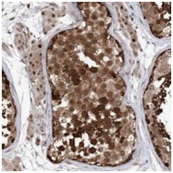 FAM162B, Rabbit, Polyclonal Antibody, Abnova 100 &mu;L | Buy Online | Abnova Corporation | Fisher Scientific