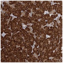 FAM110C, Rabbit, Polyclonal Antibody, Abnova 100 &mu;L | Buy Online | Abnova Corporation | Fisher Scientific
