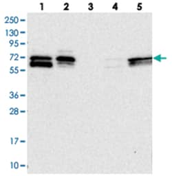 FAM126B, Rabbit, Polyclonal Antibody, Abnova 100 &mu;L | Buy Online | Abnova Corporation | Fisher Scientific