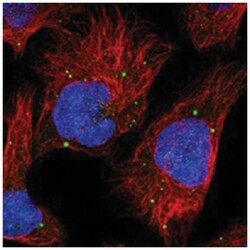 PLCH1, Rabbit, Polyclonal Antibody, Abnova 100&mu;L; Unlabeled:Antibodies,
