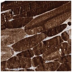 HELT, Rabbit, Polyclonal Antibody, Abnova 100 &mu;L | Buy Online | Abnova Corporation | Fisher Scientific